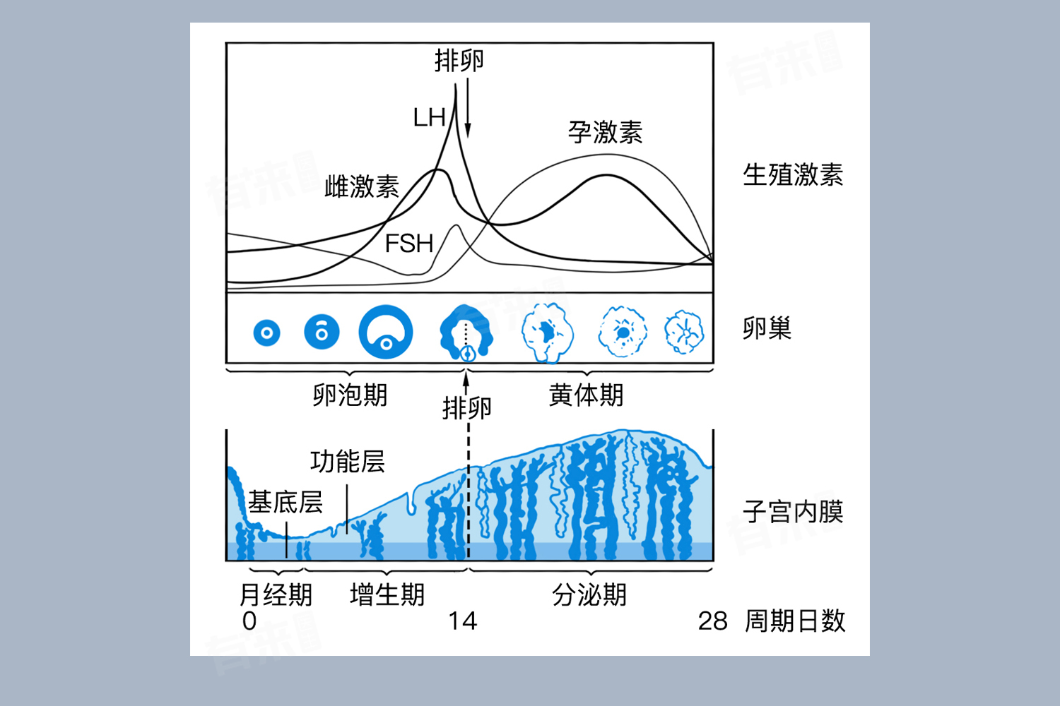 卵泡刺激素一般正常的是多少-有来医生