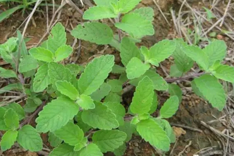野薄荷植株图