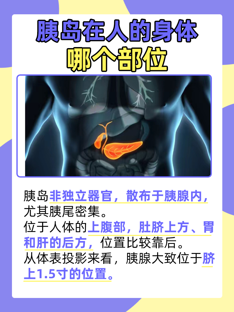 一文解析:胰岛在人的身体哪个部位