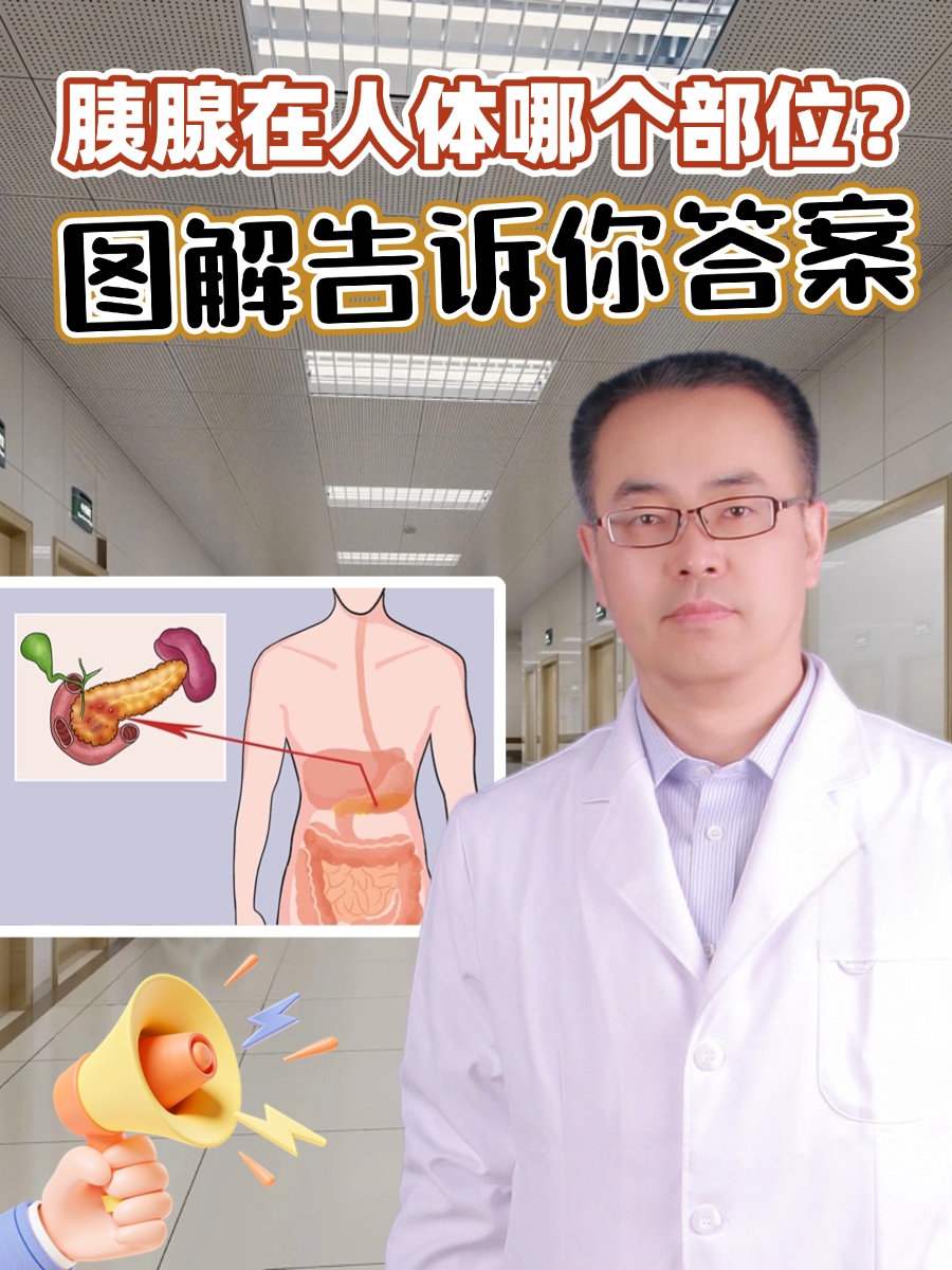 胰腺在人体哪个部位?图解告诉你答案