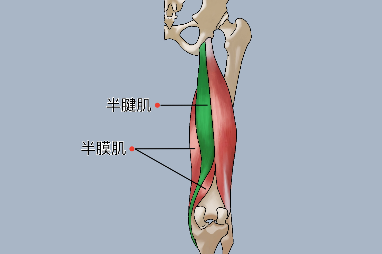 膝盖后面两根大筋图