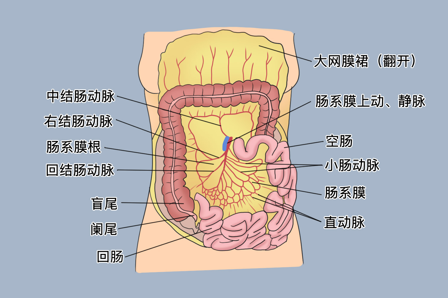 肠系膜根部位置图结构肠系膜由两层腹膜组成,其间有分布到肠袢的血管