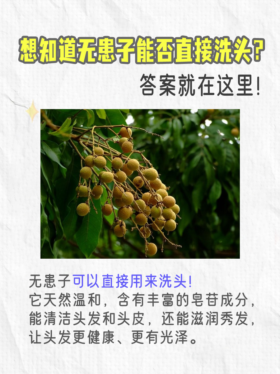 想知道无患子能否直接洗头？答案就在这里！
