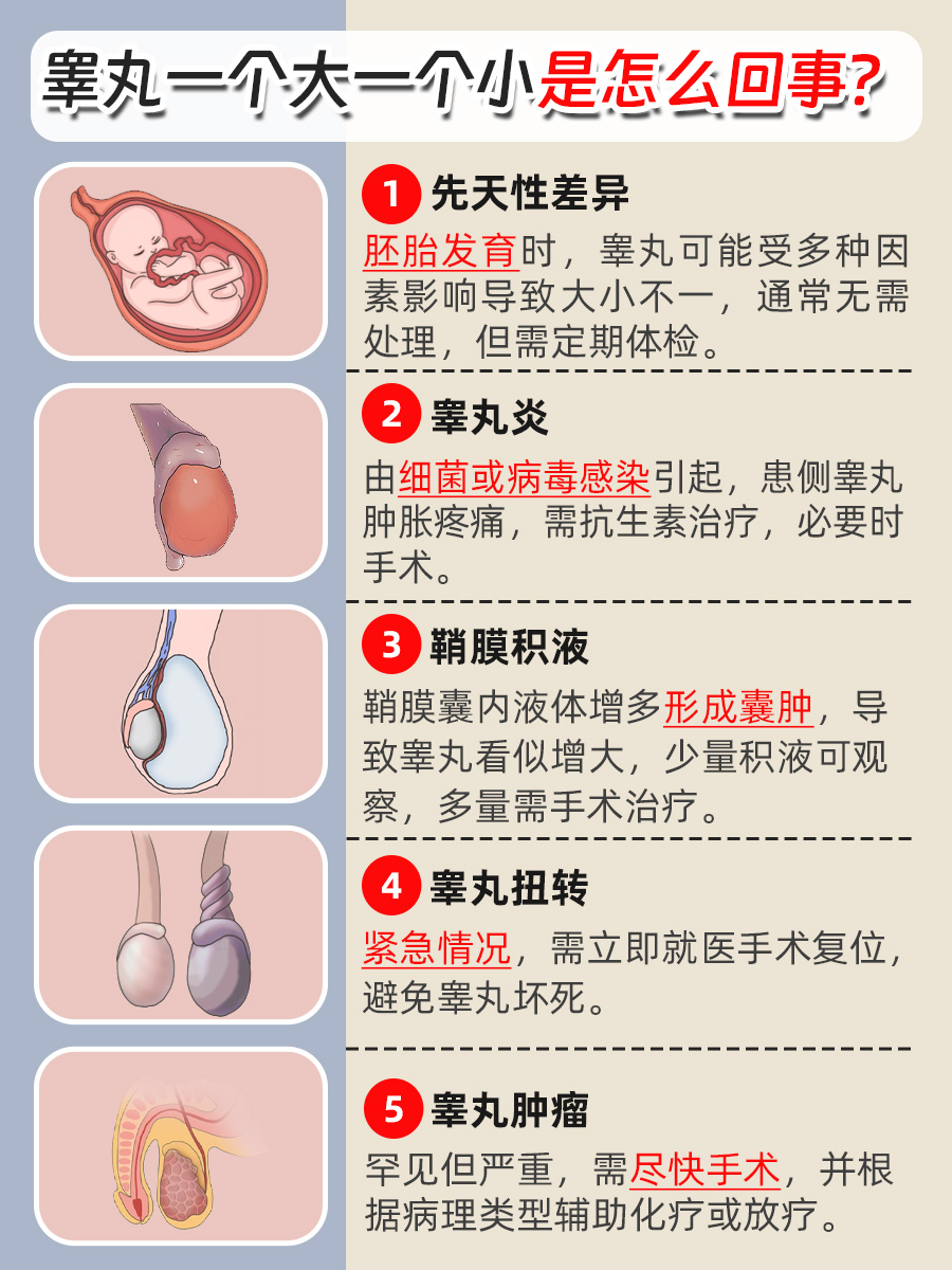 睾丸为何一个大一个小？原因可能在这里！