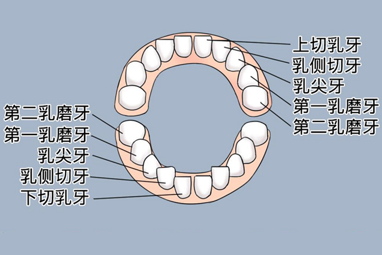 乳牙图 乳牙图