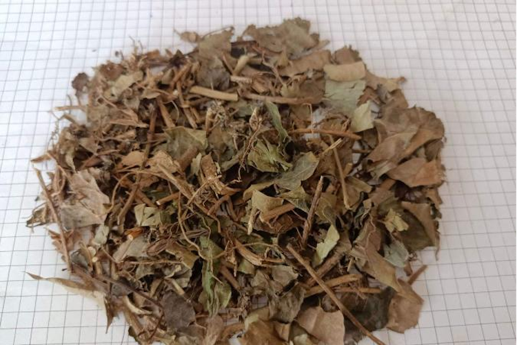 追风藤药材外观图