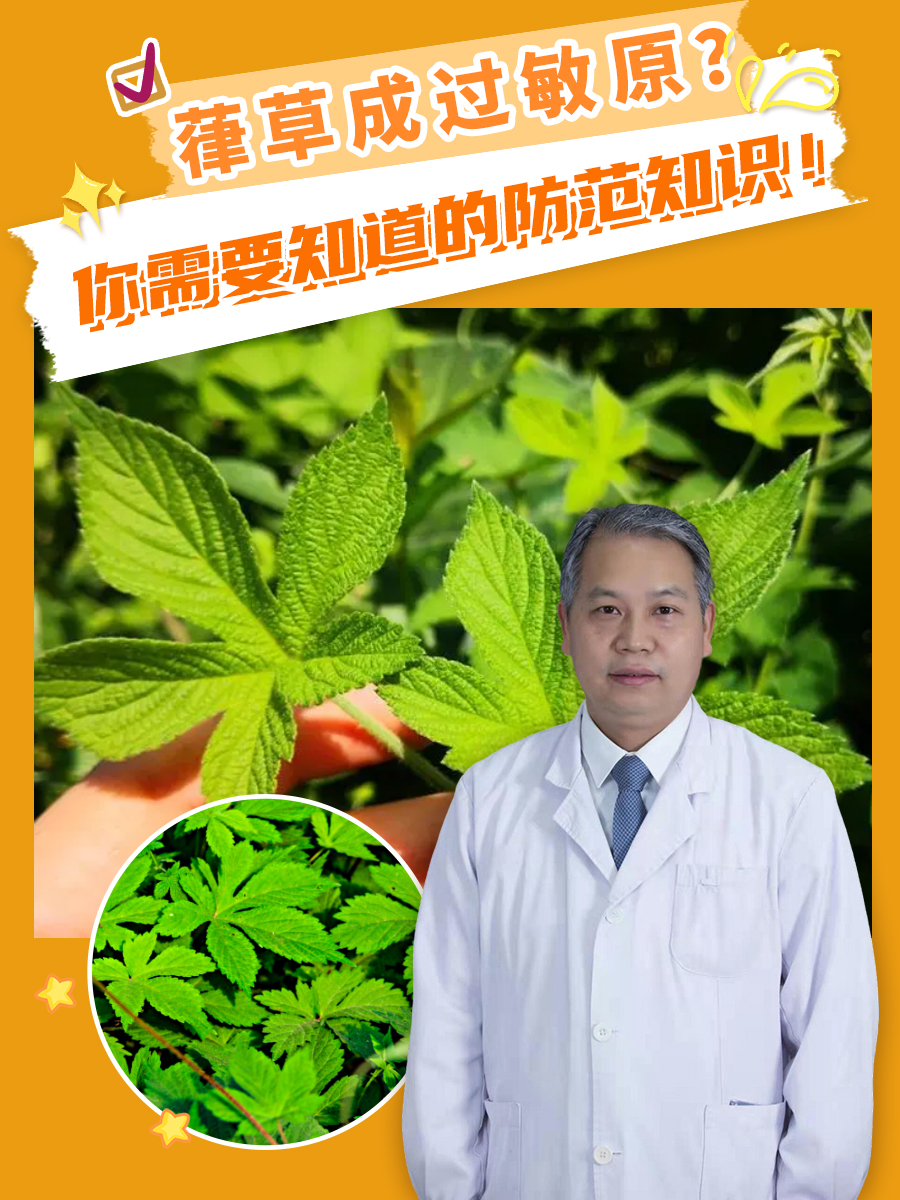 葎草成过敏原？你需要知道的防范知识！