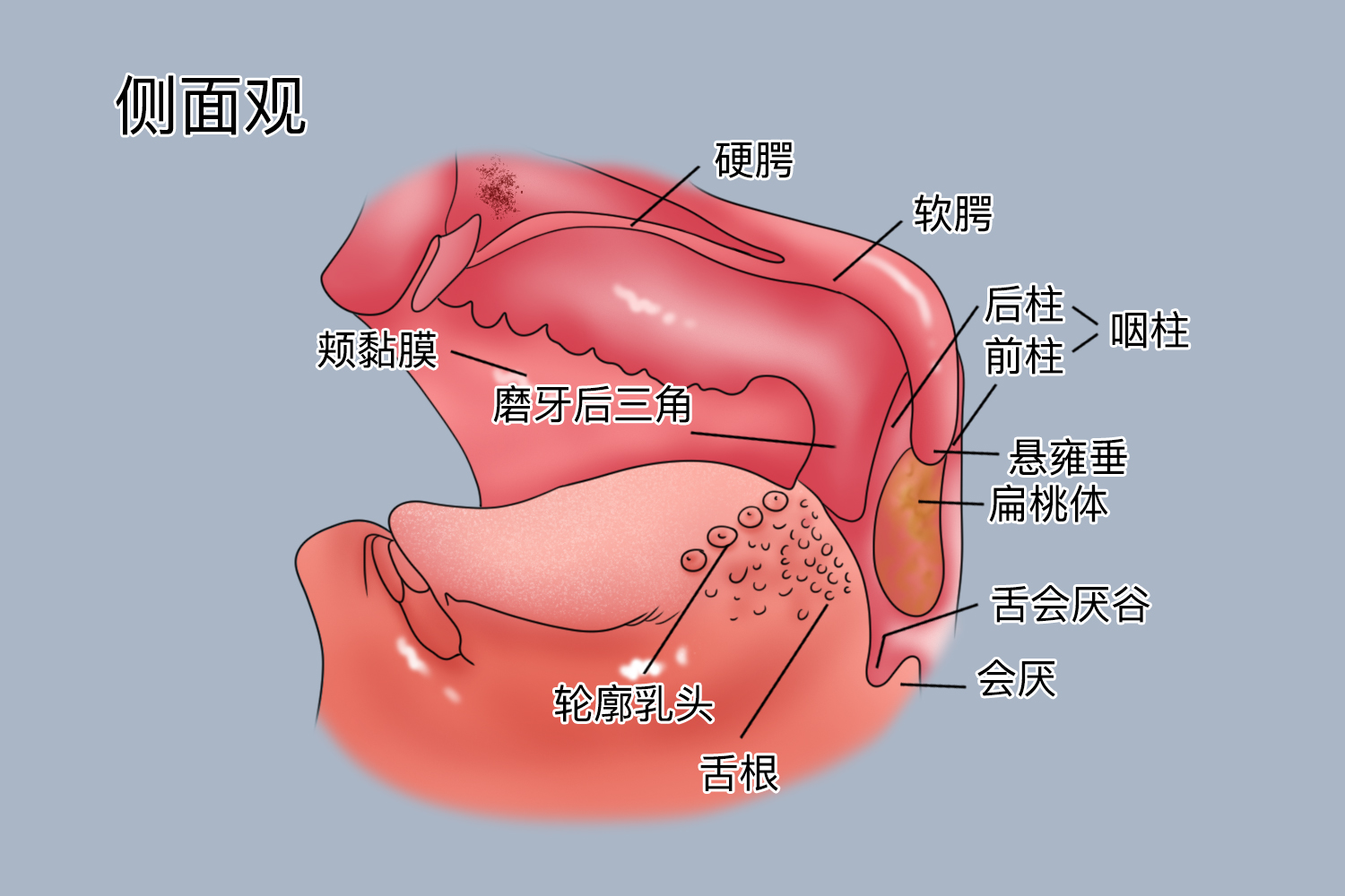 口腔内部结构图