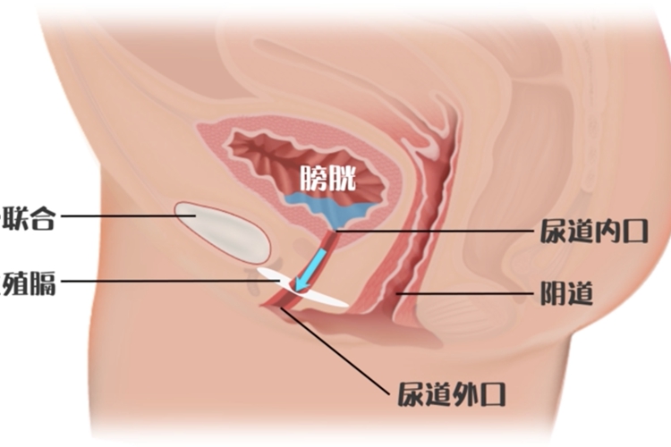 女性尿道口位置图 女性尿道口位置图