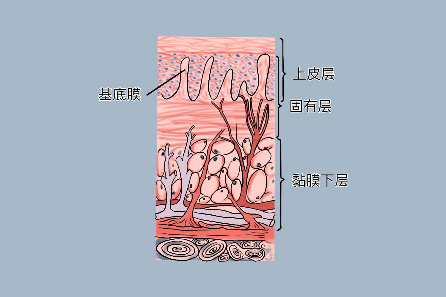 口腔黏膜组织结构图