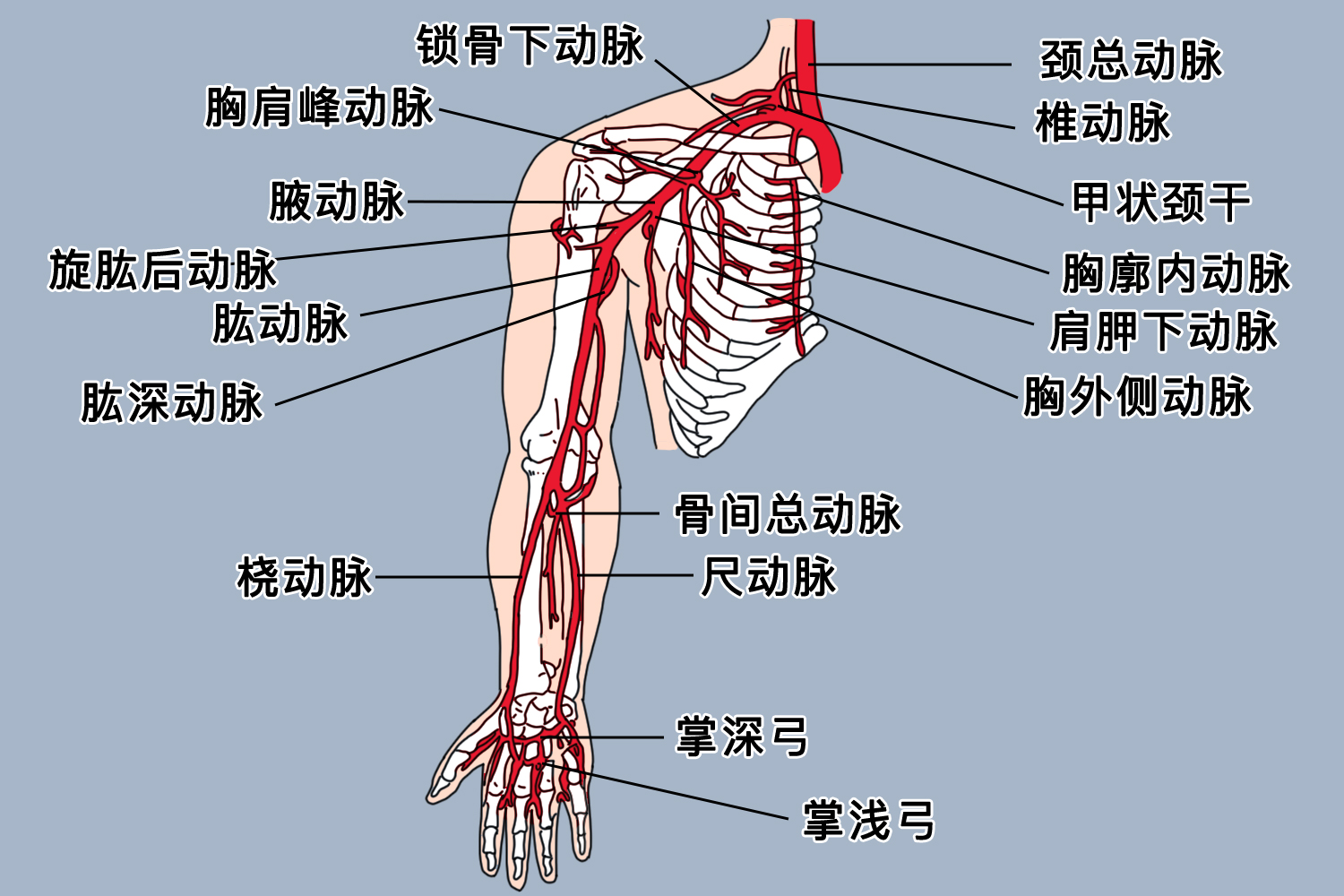 上肢动脉血管解剖图