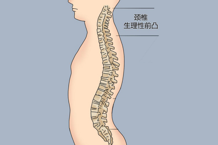 正常颈椎结构图