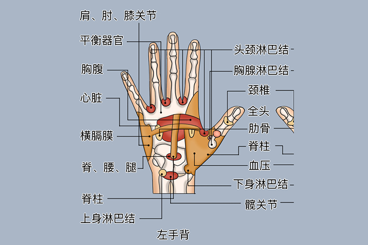女性的左手背反射区图