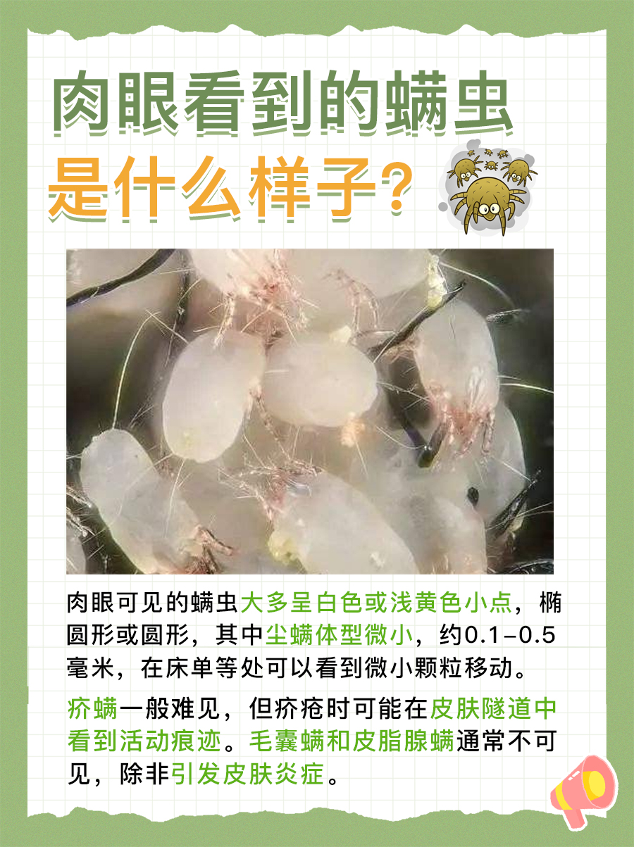 肉眼看到的螨虫图片