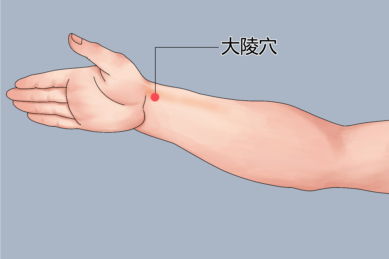 大陵穴位置图 大陵穴位置图