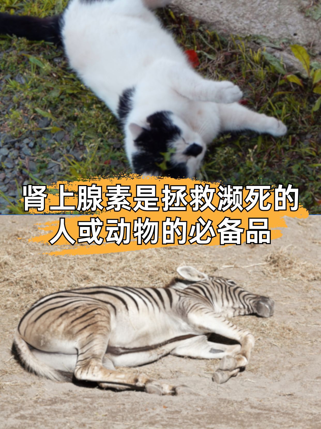 “人体超级能源”肾上腺素，到底有多牛！