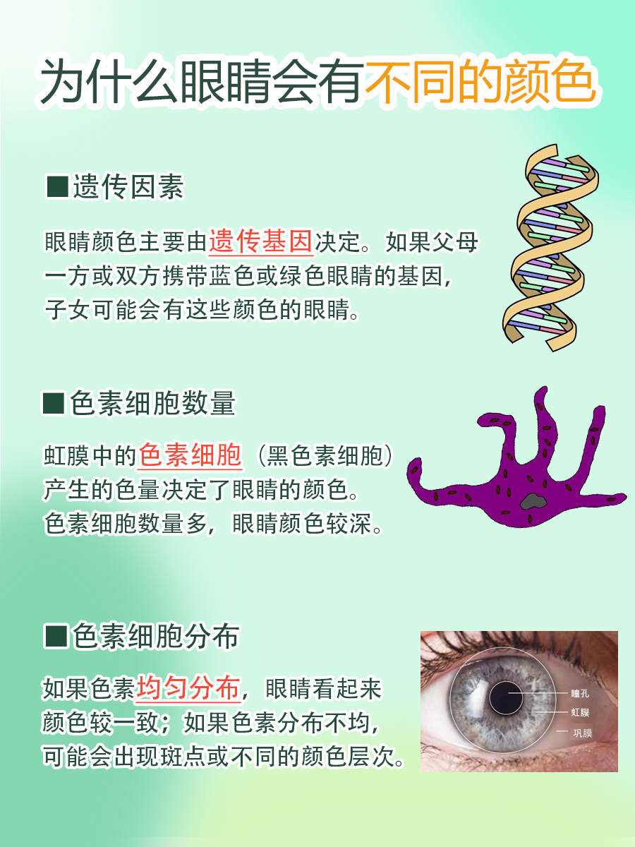 眼睛结构解读，带你了解视觉奥秘！