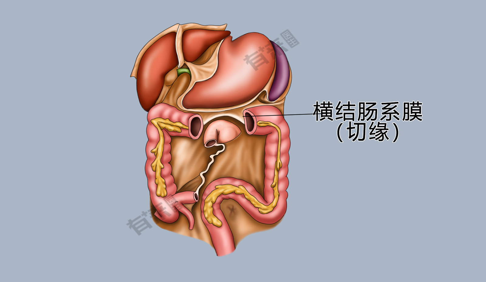 结肠半月瓣图片