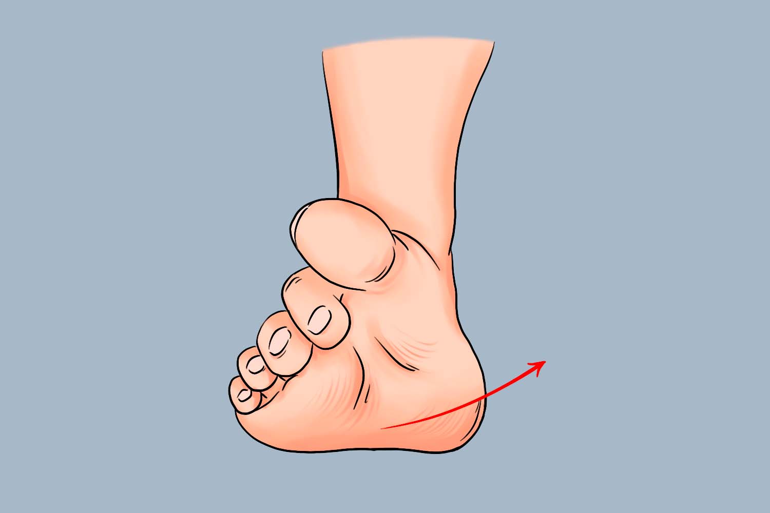 踝关节旋后外旋图