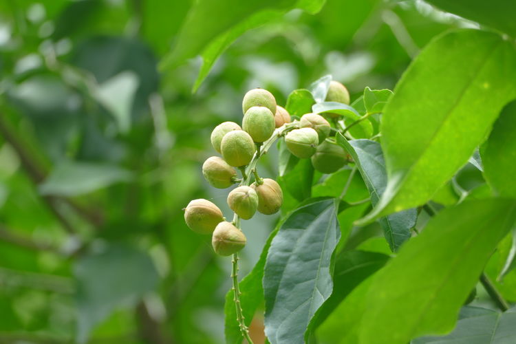 土名叫双眼龙草药图片图片