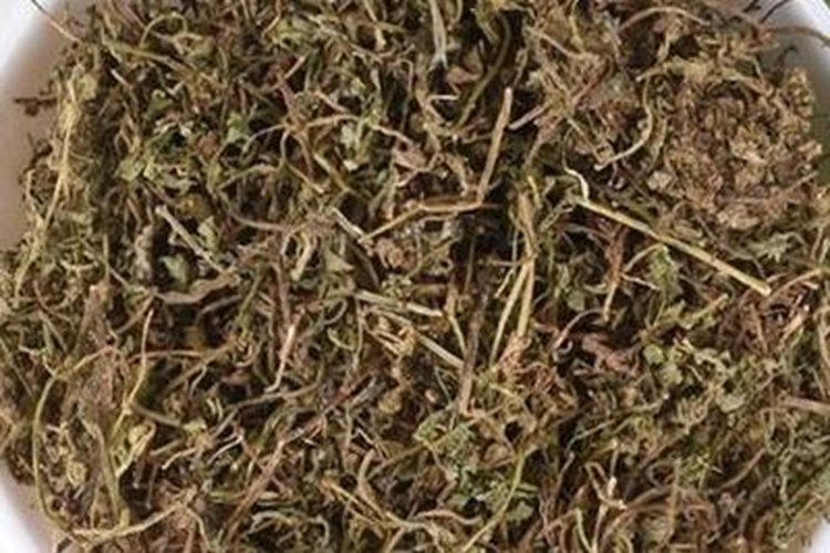 鹅不食草中药图