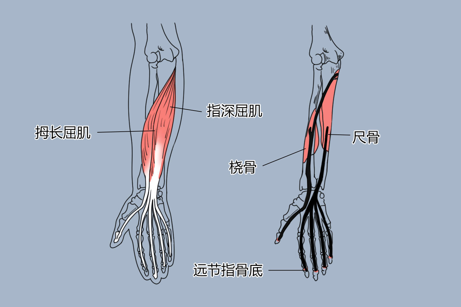 指深屈肌图