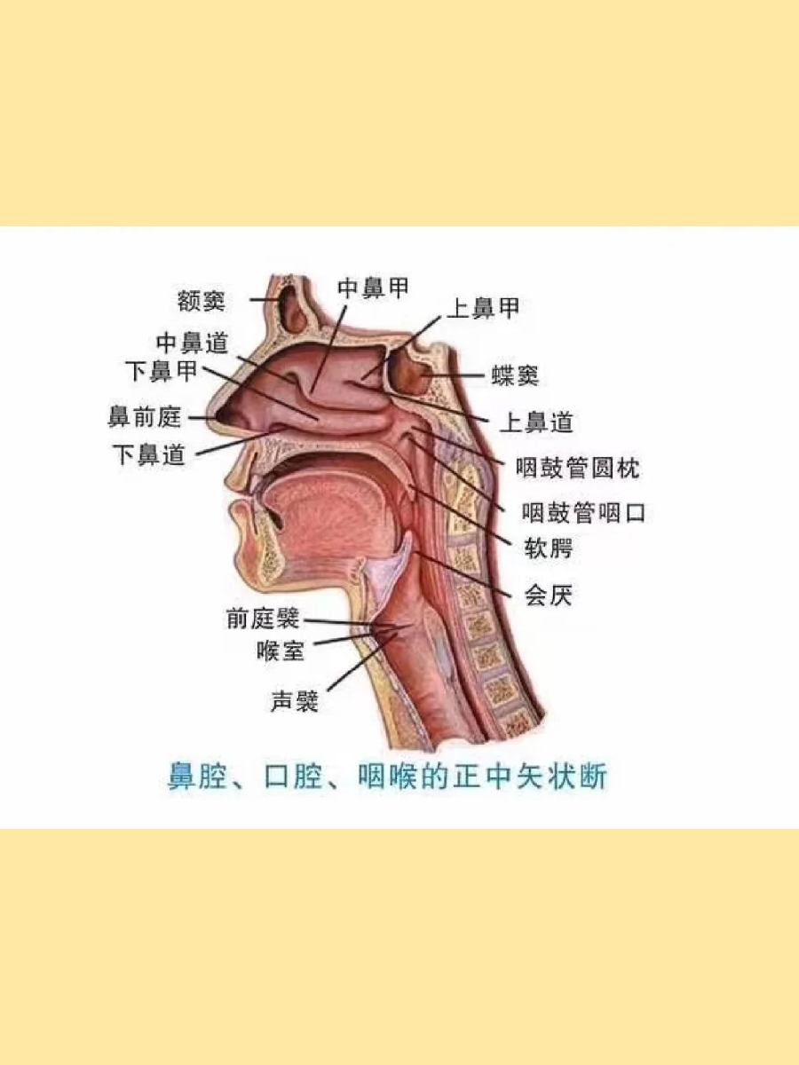 筛窦炎的形成，有哪些危害？