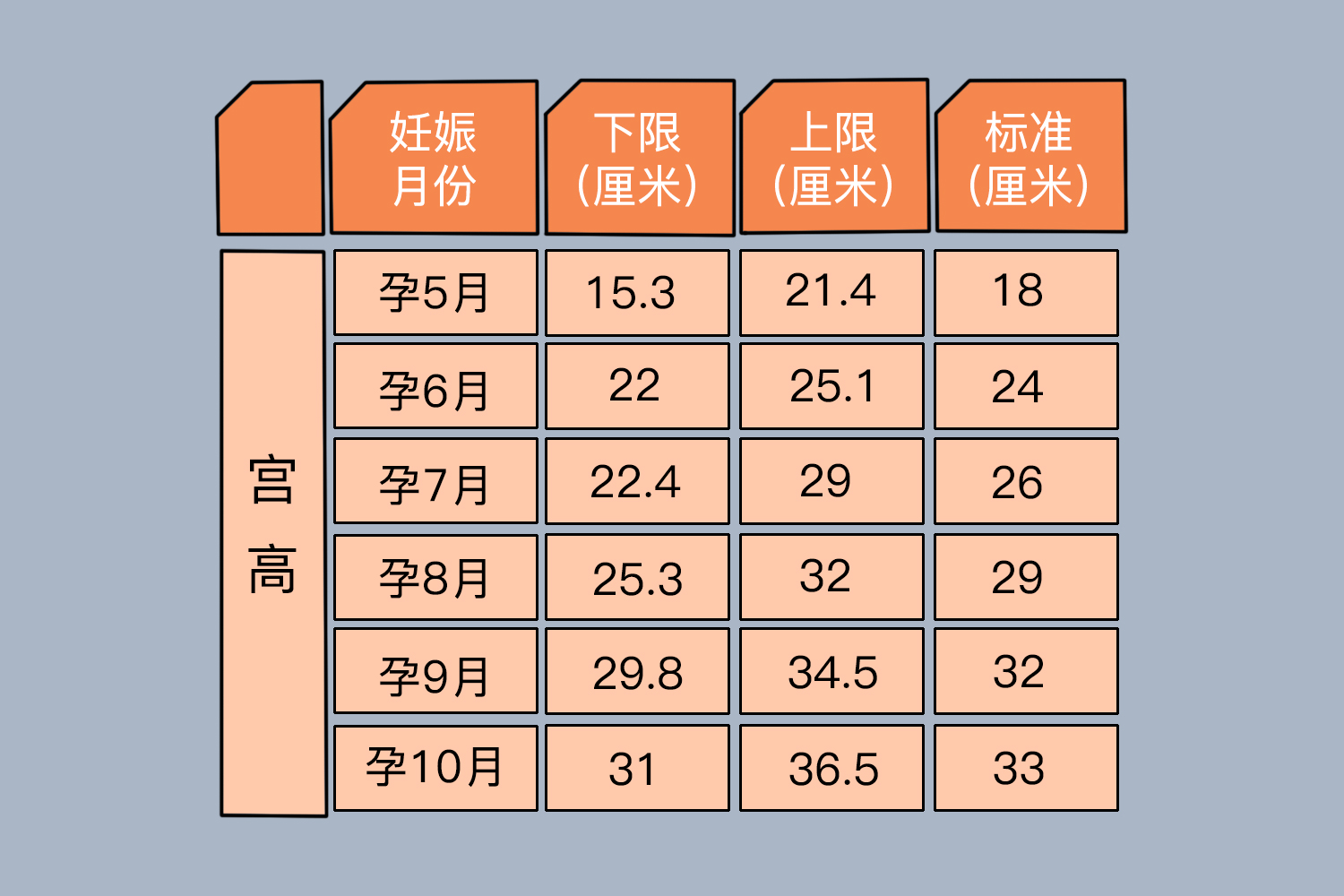 孕期宫高标准图