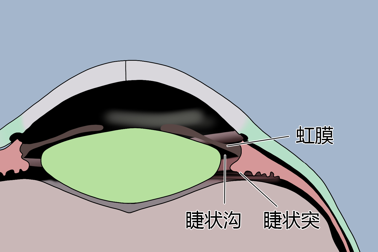 睫状沟位置图