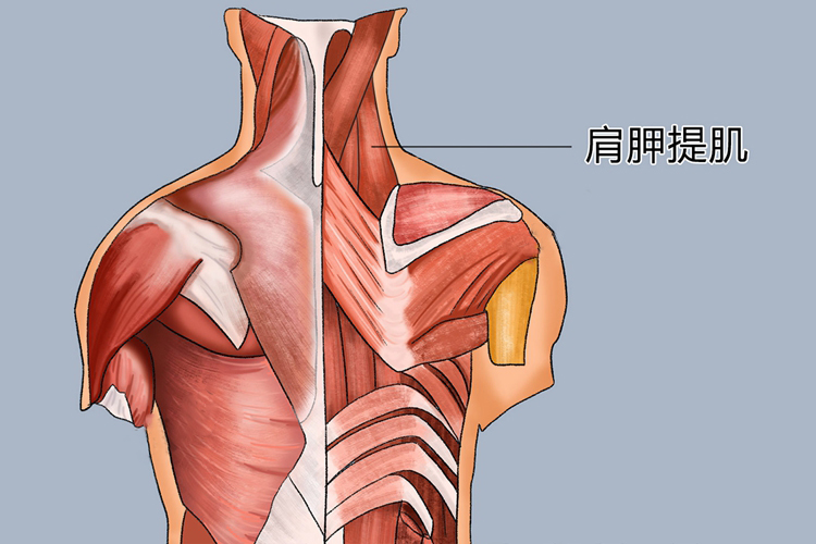 肩胛提肌位置图