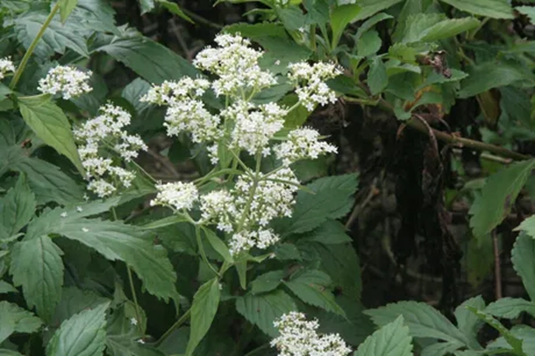 白花败酱草形态图 白花败酱草形态图