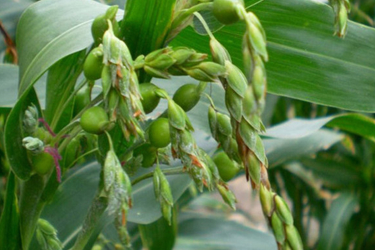 薏仁米植株外观图