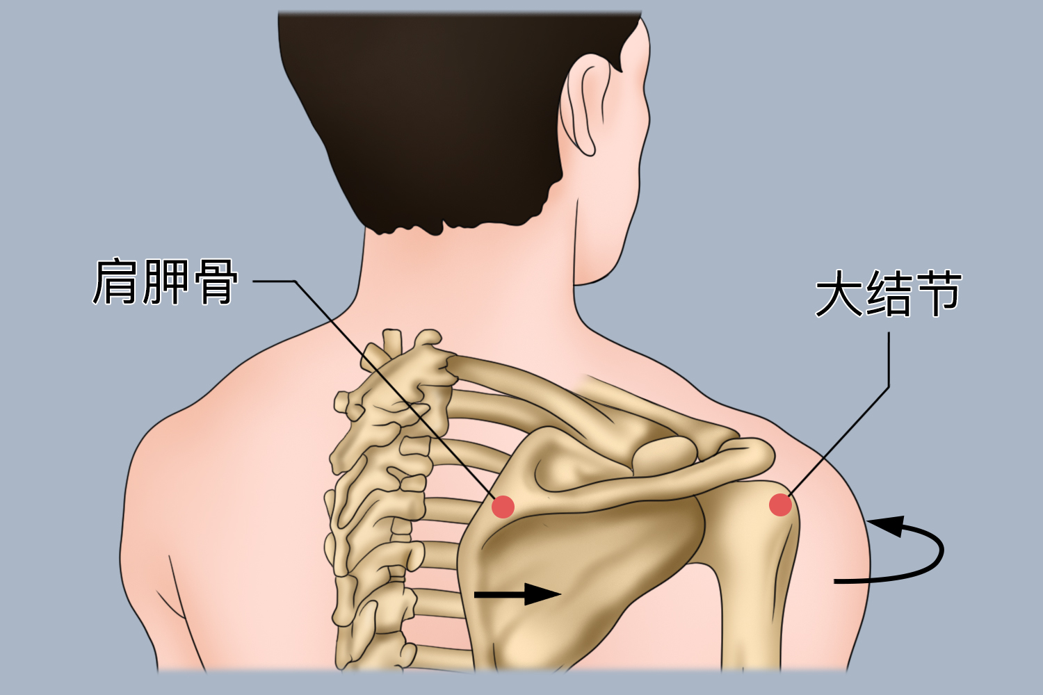 上端为肱骨头