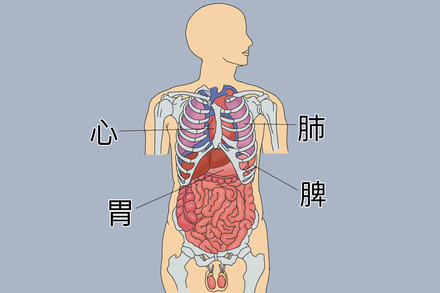 人体肋骨与内脏结构图图片