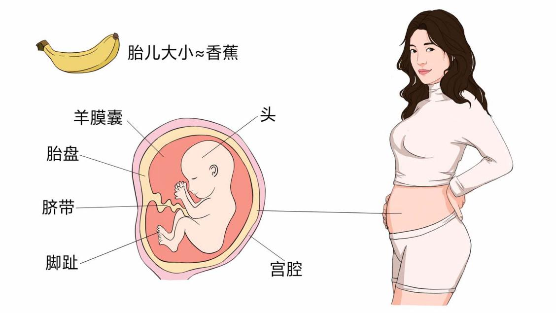 怀孕16周胎儿大小和发育标准1.png