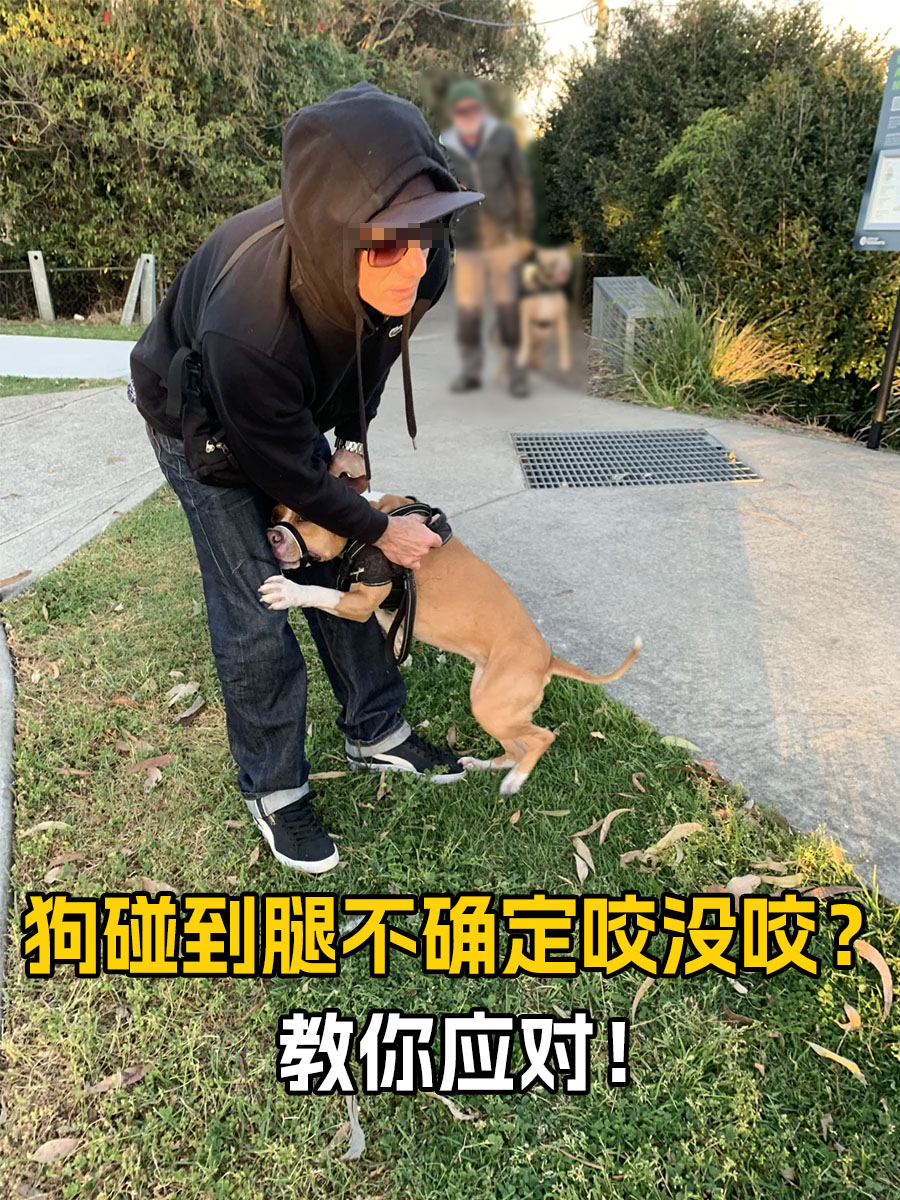 狗碰到腿不确定咬没咬？教你应对！