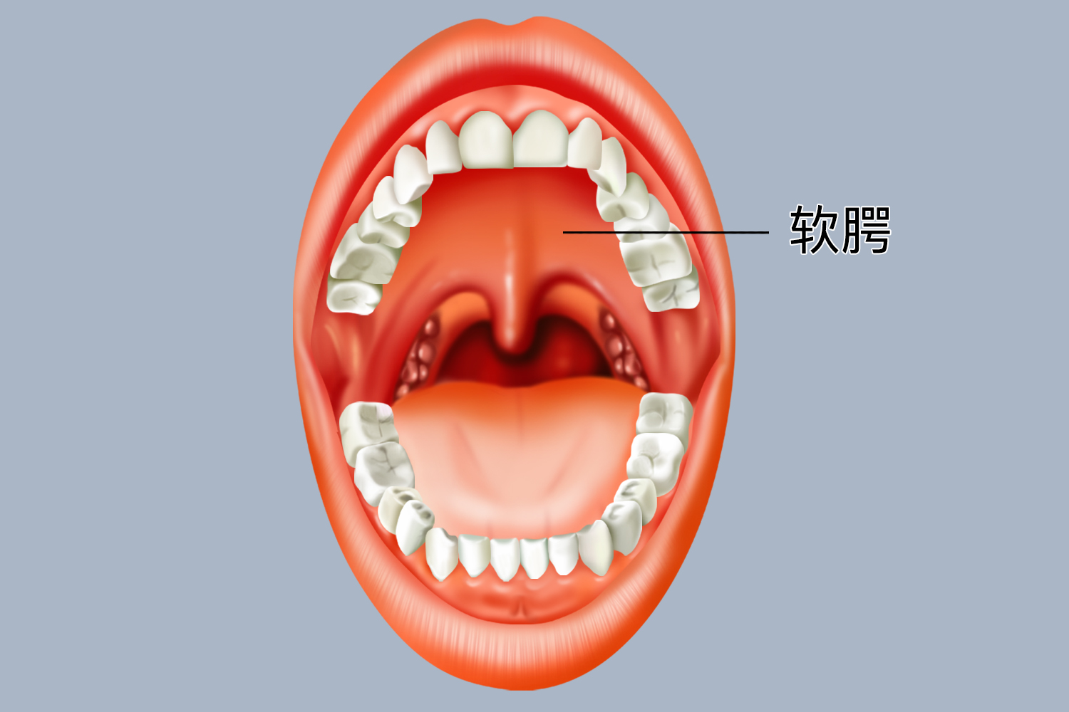 软腭位置图片