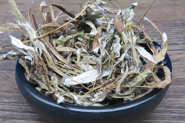 中药叶下白草药图