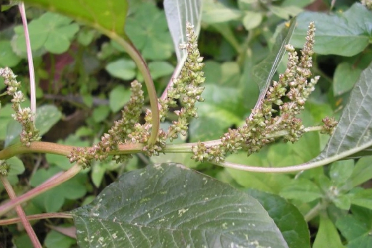野生短萼黄连植株图