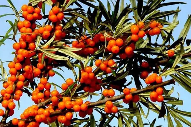 沙棘植株外观图