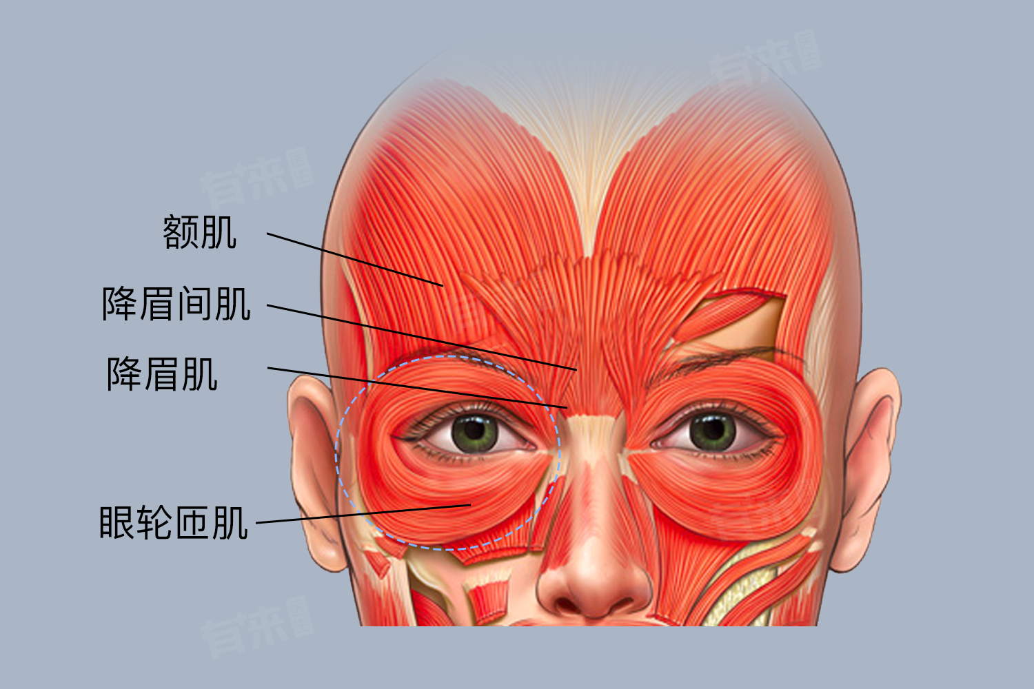 1,额肌:位于额部皮下,为面部浅层肌肉,参与形成眼眉形状,能上提眉部
