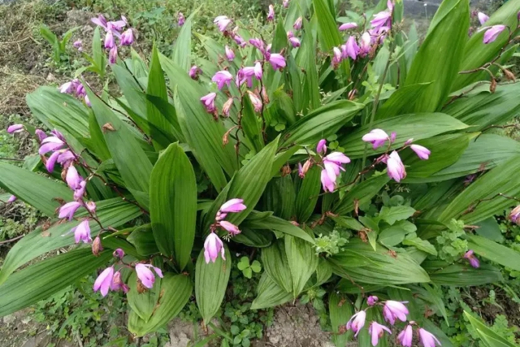 白芨图片_有来医生