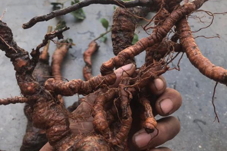 盐酸鸡草根图 盐酸鸡草根图