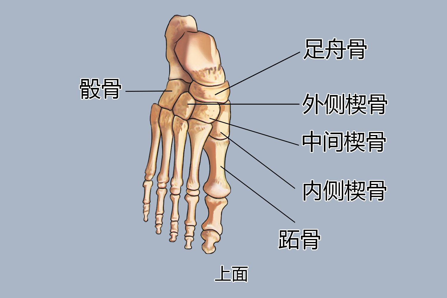 右足内侧楔骨图