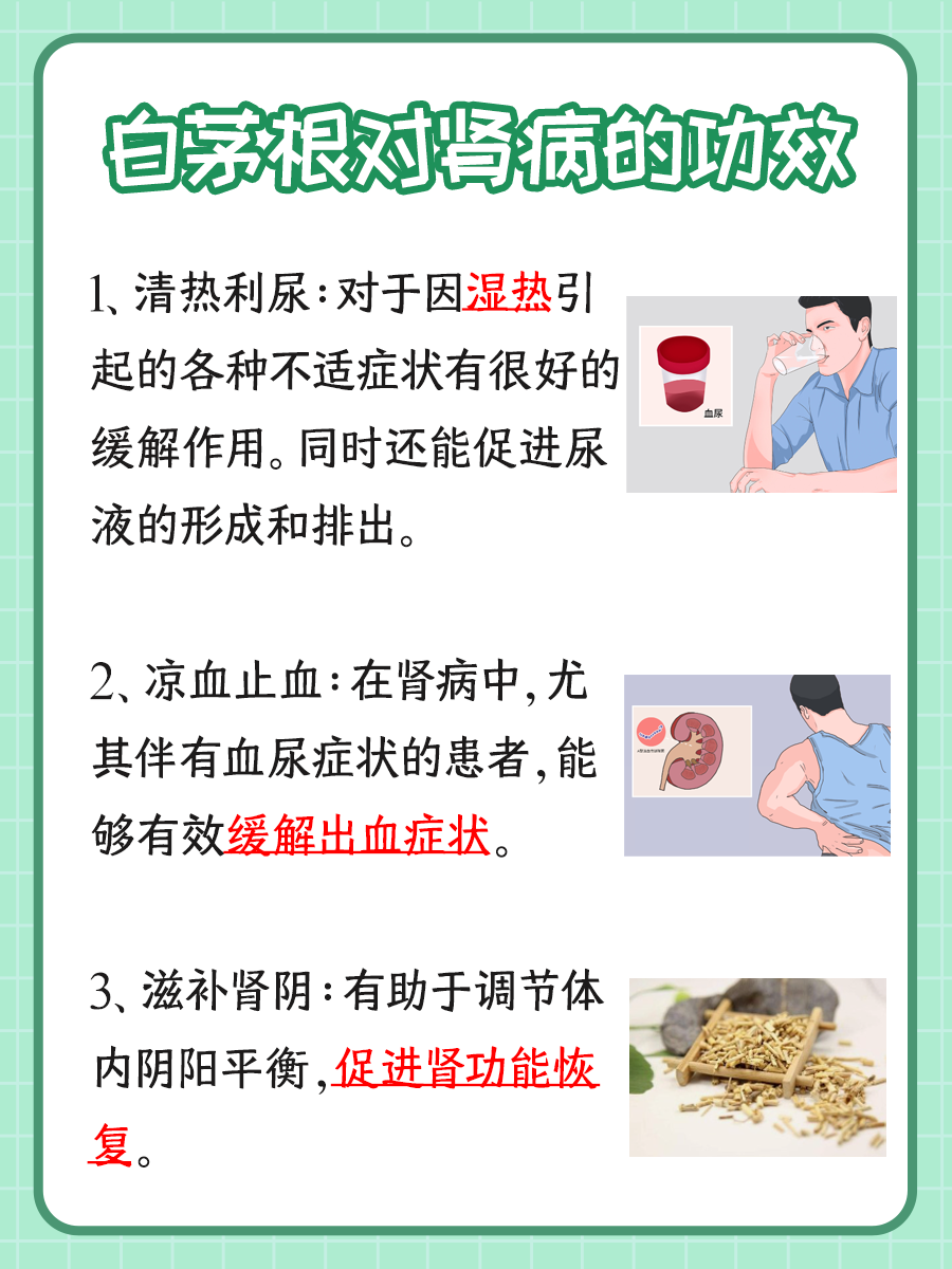 白茅根对肾病的神奇功效：传统中药的保健作用
