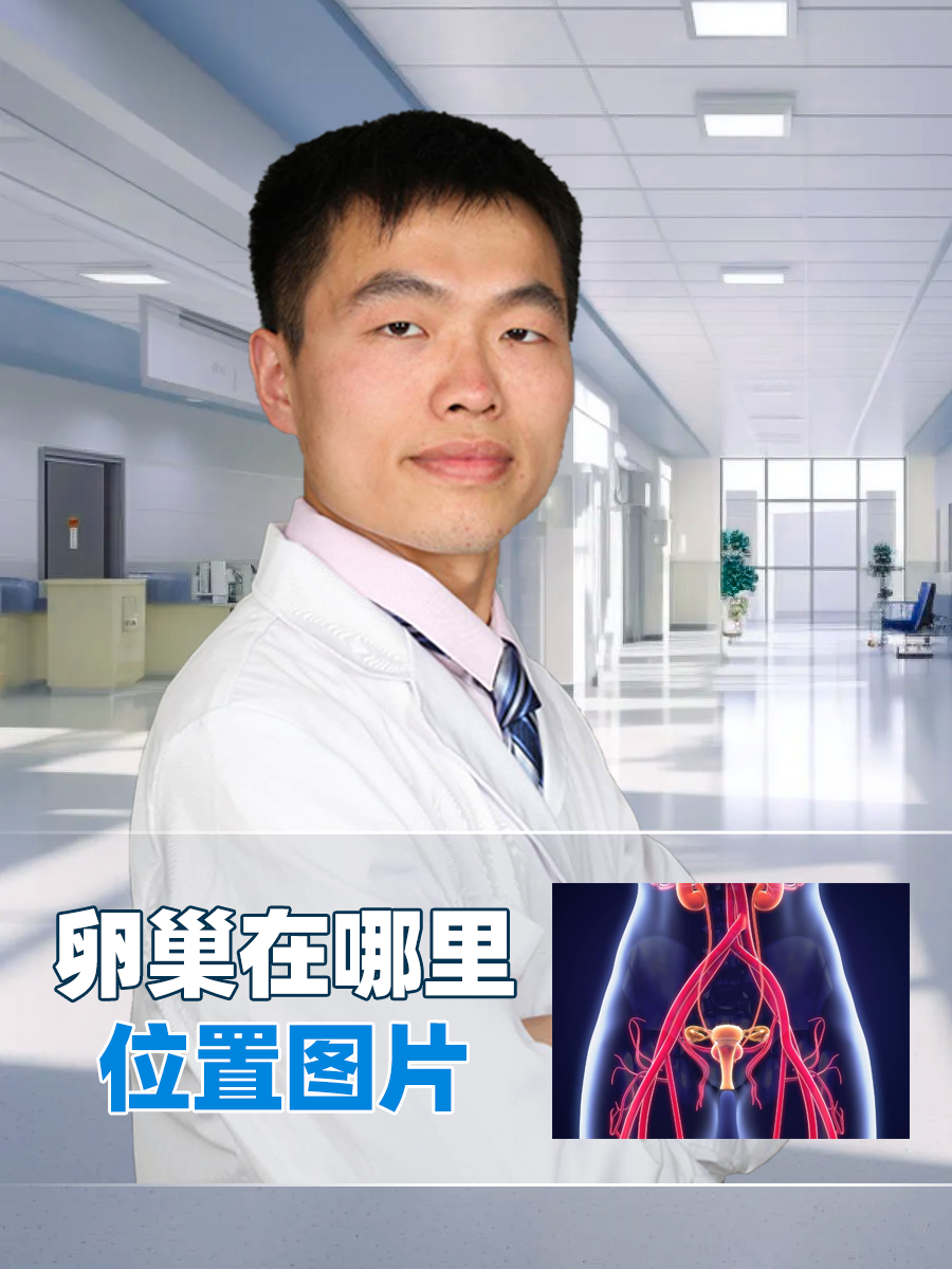 卵巢在哪里位置图片