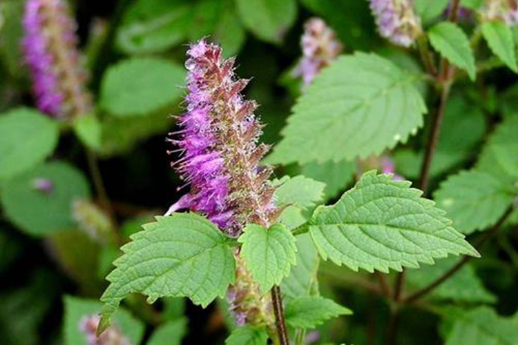 香薷植株图 香薷植株图