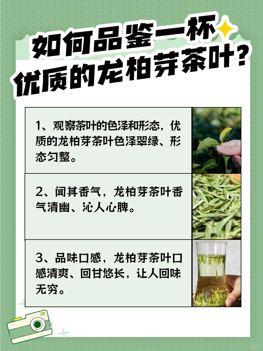 龙柏芽茶叶，功效与作用大着呢！