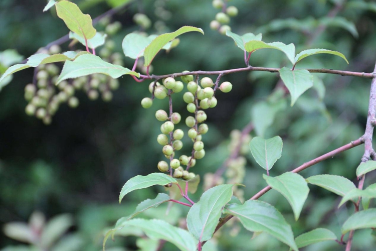 喜马山旌节花 喜马山旌节花