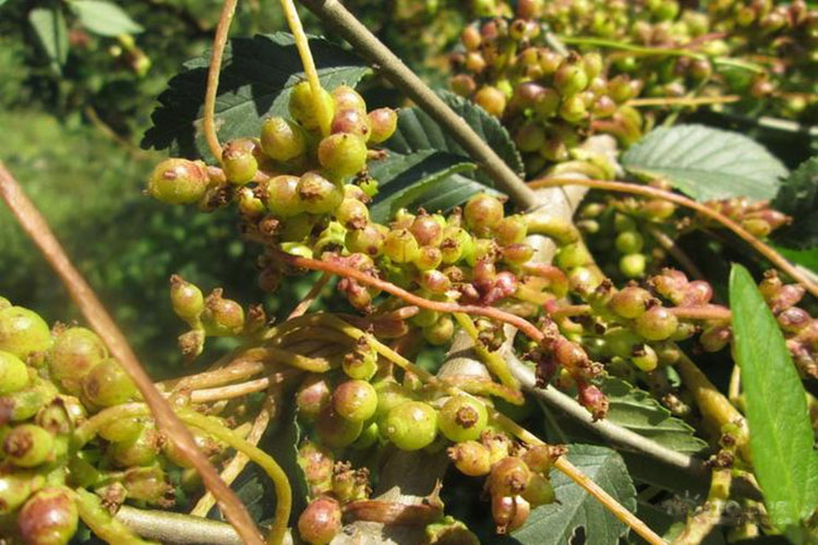 菟丝子植株果枝图